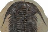 Spectacularly Preserved Acadoparadoxides Trilobite #349231-3